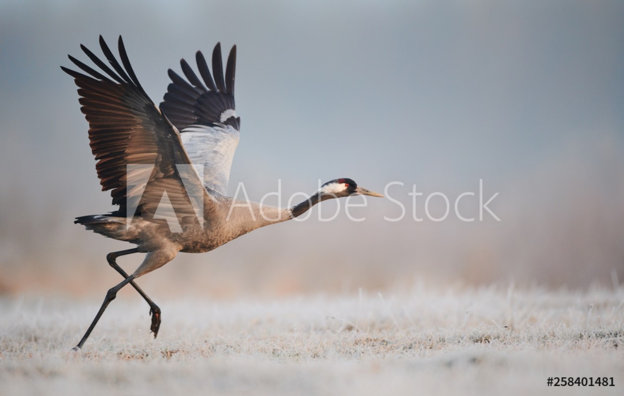 Image de Common crane Grus grus